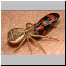 Xysticus ulmi - Krabbenspinne 05a.jpg